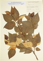 藏品(楊屬)的圖片